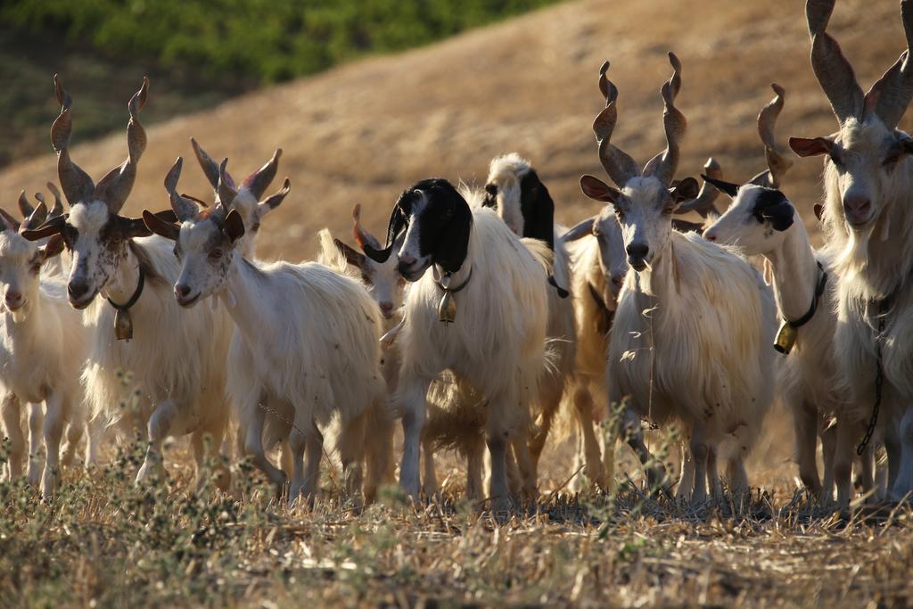 הוילה Aragona Agriturismo Feudo Muxarello מראה חיצוני תמונה